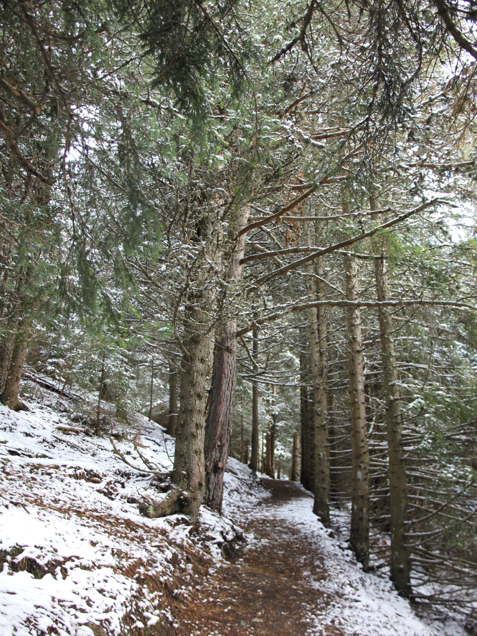 Winterwanderung durch den Bergwald